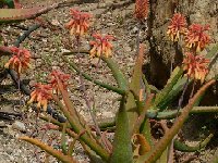 Aloe camperi (red-orange fl.)